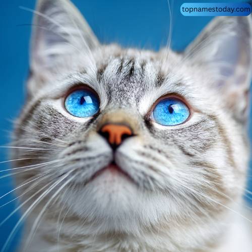 Unique Blue Eyed Cat Names