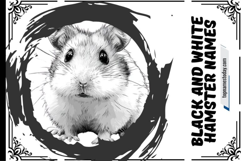 black and white hamster names