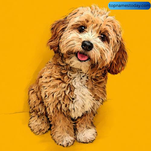 Popular Cavapoo Dog Names