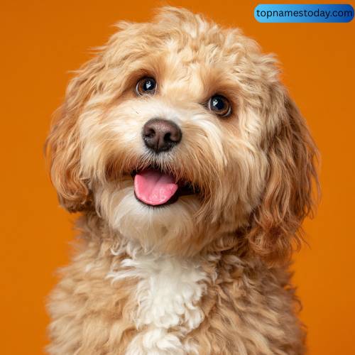 Unique Cavapoo Dog Names