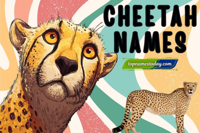 cheetah names