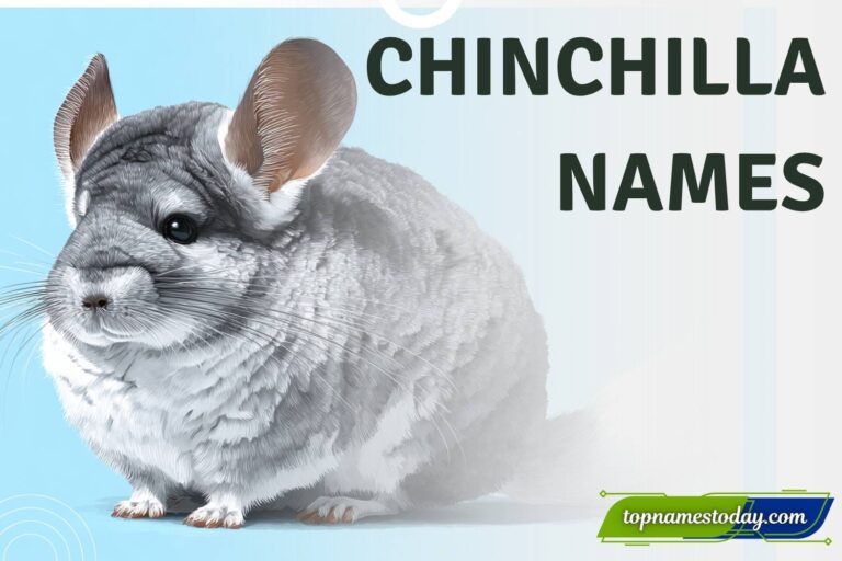 chinchilla names