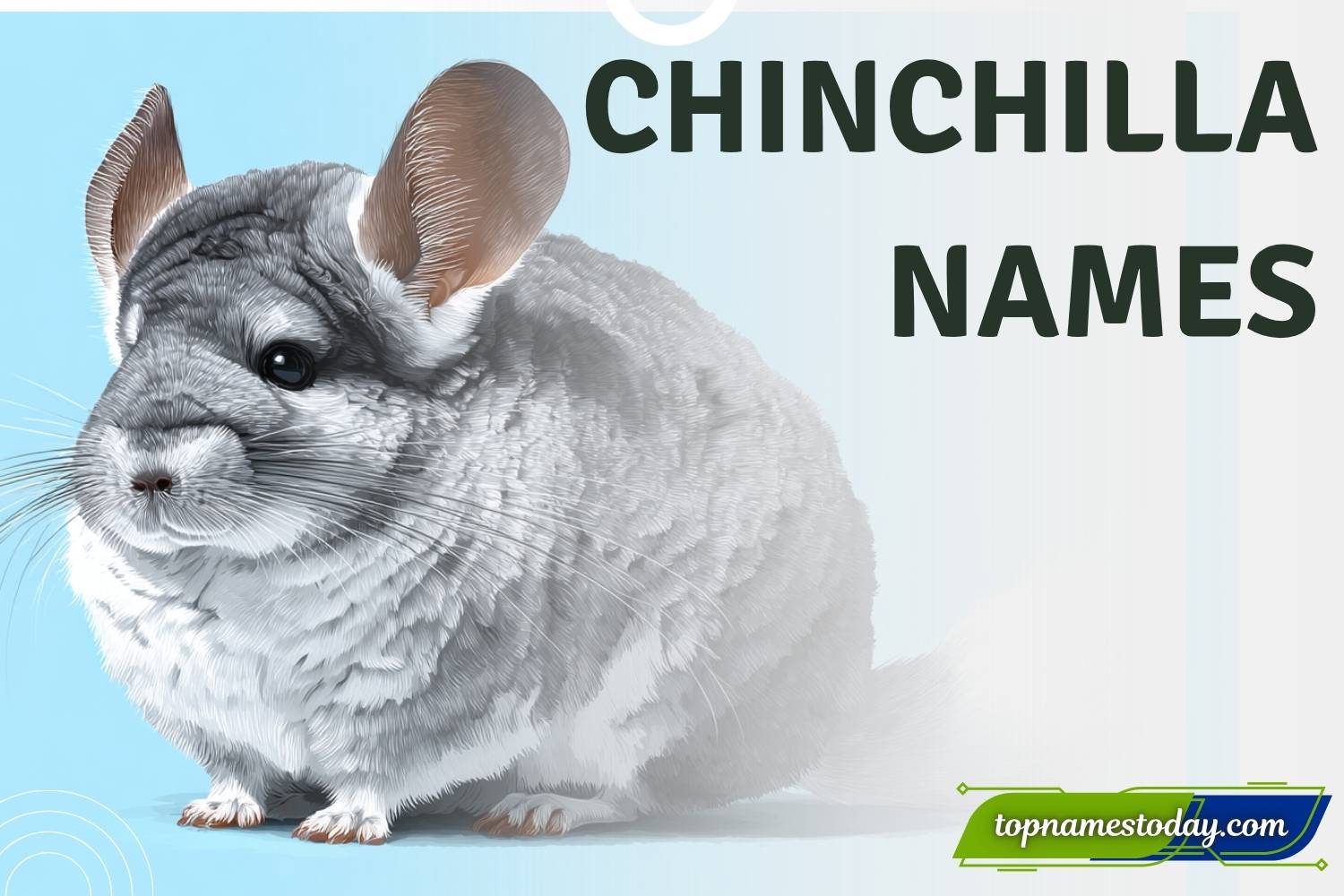 chinchilla names