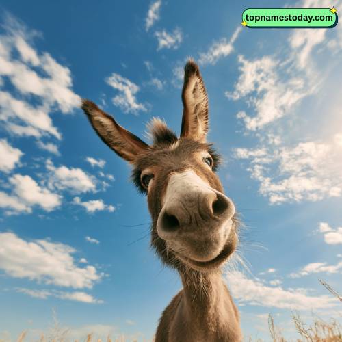 Funny Donkey Names