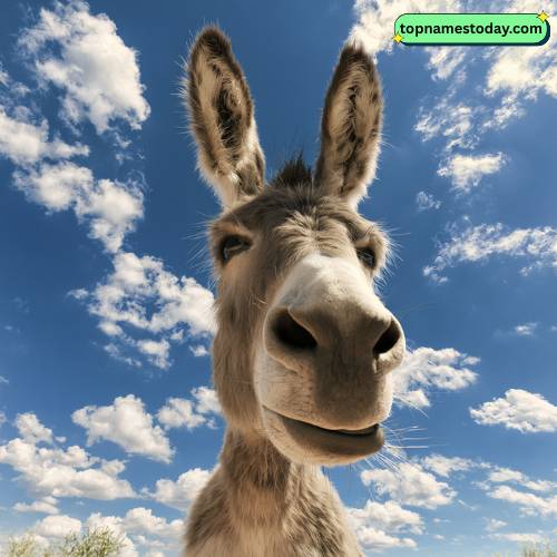 Male Donkey Names