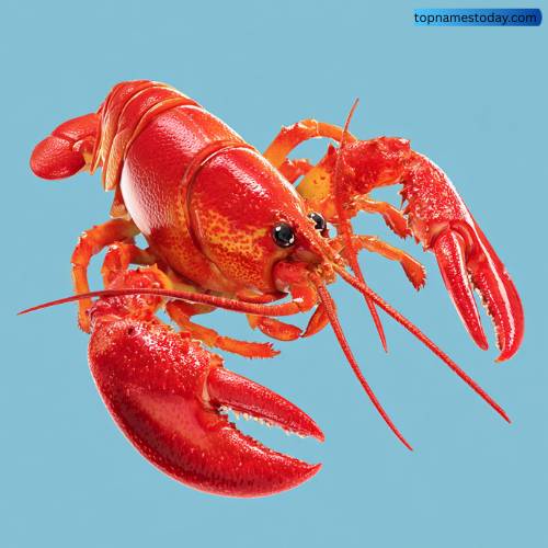 Female Lobster Names