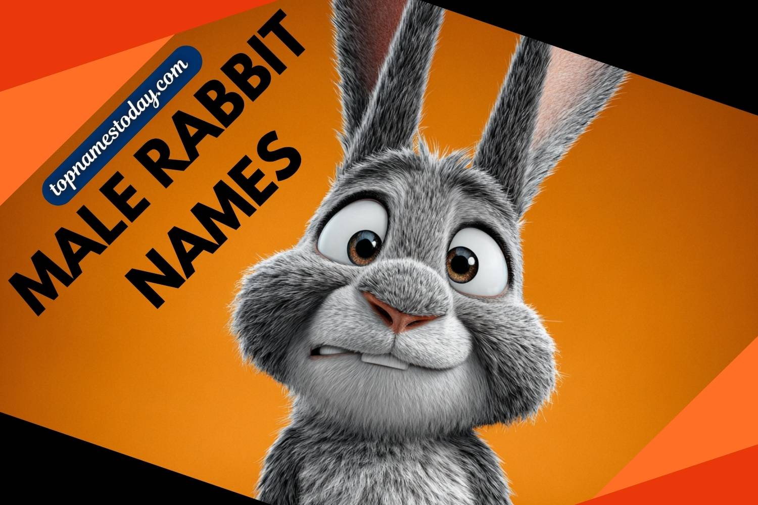 male rabbit names