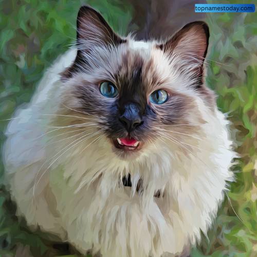 Cute Ragdoll Cat Names