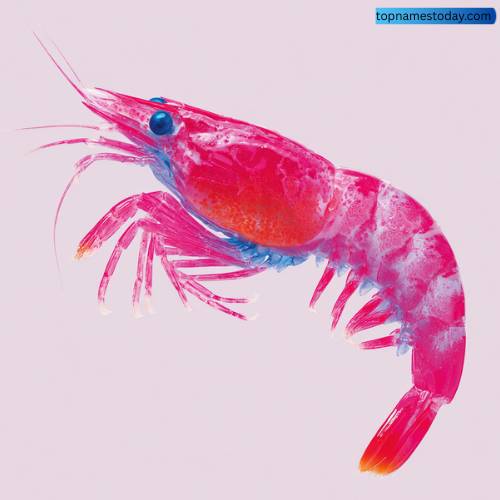 Unique Shrimp Names