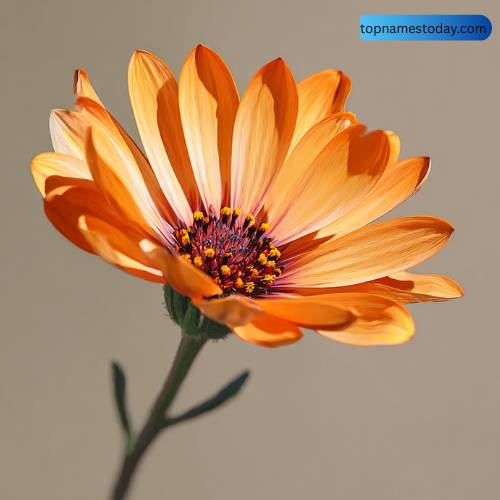 Elegant and Classy Flower Names