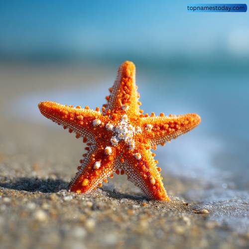 Ocean-Inspired Starfish Names