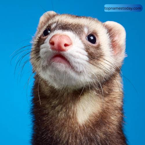 Unique Female Ferret Names