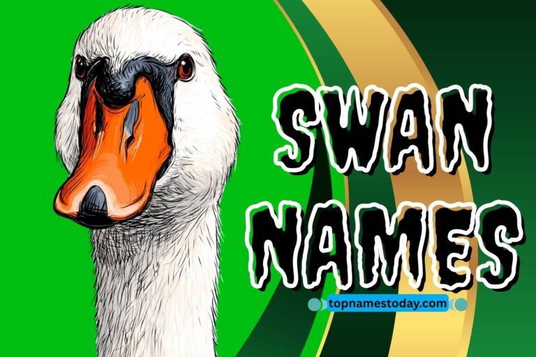 swan names