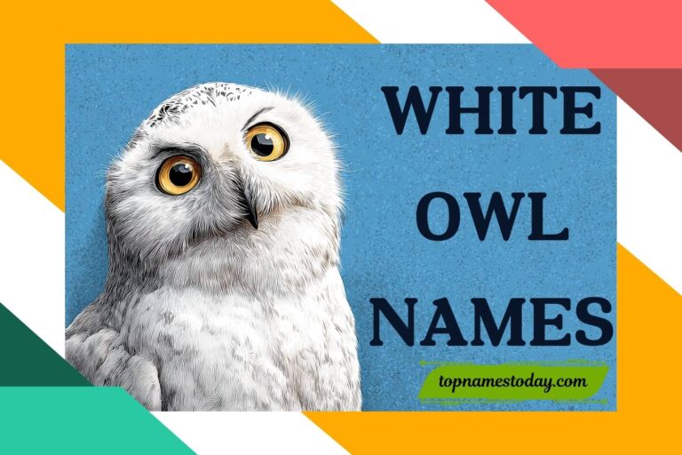 white owl names