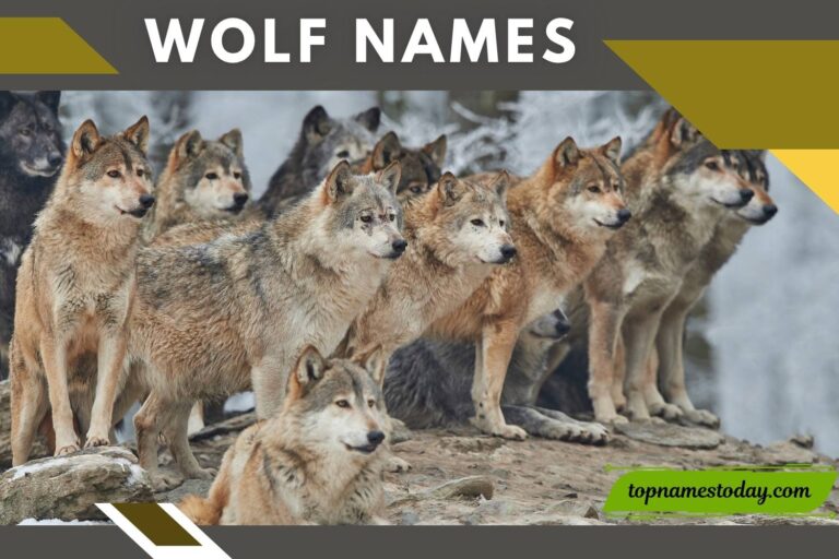 wolf names