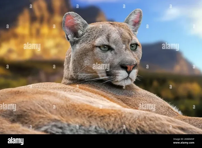 Discover the True Cougar Meaning and Why It Matters