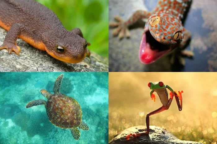 Understanding Herpetofauna Meaning and Why It Matters
